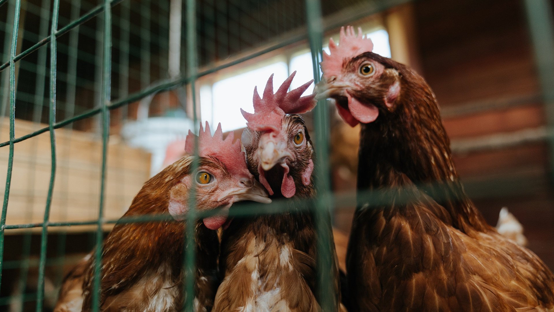 开云平台-字母哥一锤定音导演极限翻盘！湖人绝境逆袭，硬生生从吉林手中抢下胜利
